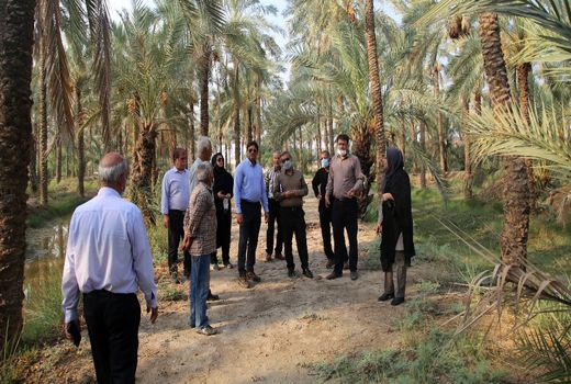 بازدید مسئولین سازمان جهاد کشاورزی استان بوشهر از نخیلات خسارت دیده شهرستان تنگستان