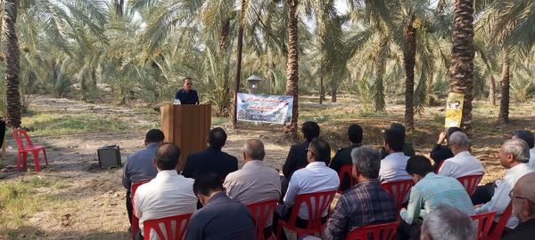 مانور مقابله با آفات چوبخوار خرما در دشتستان برگزار شد