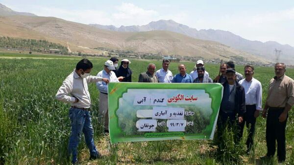 دوره آموزشی با محوریت زراعت گندم در شهرستان فارسان برگزار شد
