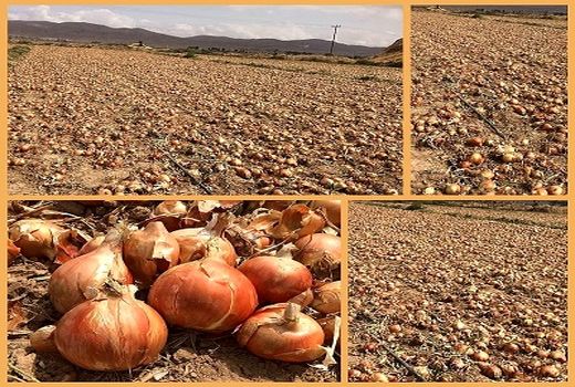 پیاز کار نمونه بجنوردی موفق به برداشت ۱۳۴ تن محصول شد 