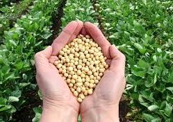 قرار گرفتن دانه روغنی سویا در الگوی کشت استان فارس 