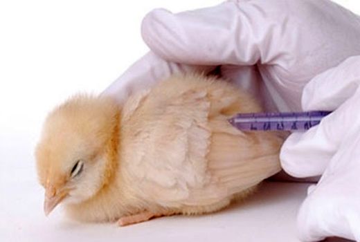 واردات بیش از نیاز واکسن‌های دامپزشکی، بلای جان تولیدکننده داخلی