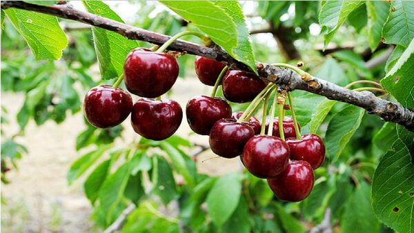 آغاز برداشت گیلاس از باغات استان