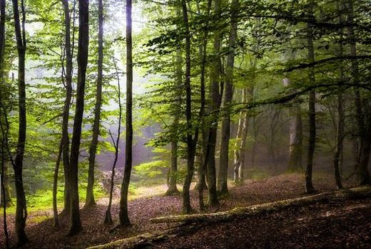 غنی‌سازی ۱۸۲ هکتار از جنگل‌های هیرکانی خراسان شمالی