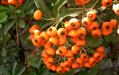 برداشت زالزالک در سطح 40 هکتار از مناطق استان قزوین آغاز شد 