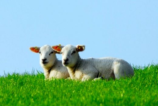 نوآوری‌های دانش‌بنیان دام، طیور و آبزیان بهره‌وری را بالا می‌برد/ افزایش ۳۰ درصدی تولیدمثل گوسفندان با اسفنج همزمان‌سازی فحلی