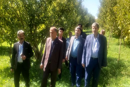 رتبه دوم شهرستان میانه در تولید سیب در استان آذربایجان شرقی