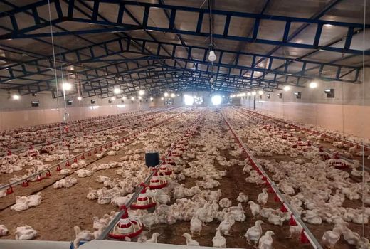 فعالیت 30 واحد مرغداری در کازرون 