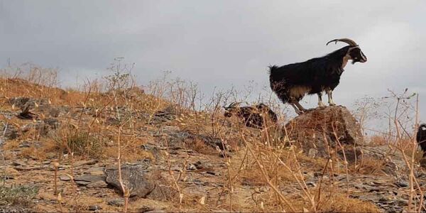 جشنواره بز مهابادی؛ نخستین جشنواره مجازی اصفهان در کشور