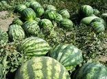 کشاورزان ابرکوه به جای هندوانه گیاهان کم آبخواه کشت کنند
