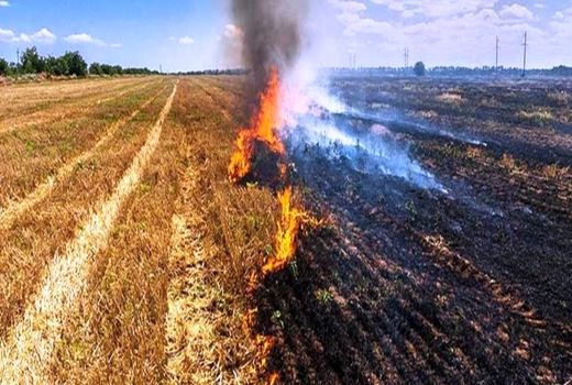سوزاندن بقایای گیاهان پس از برداشت محصول ممنوع است