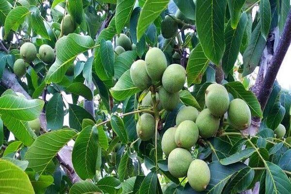 آغاز برداشت گردو از باغات آذربایجان غربی