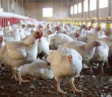 مدیریت عرضه؛ کلید آرامش بازار مرغ در فارس