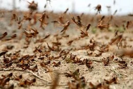 ورود اولین دستجات ملخ صحرایی از هند و پاکستان به ایران 