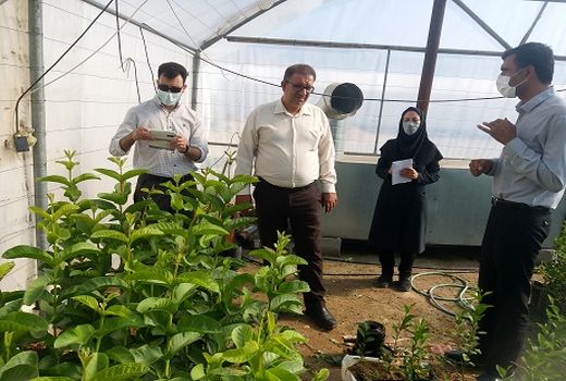 کاشت آزمایشی 3 نهال استوایی در داراب 