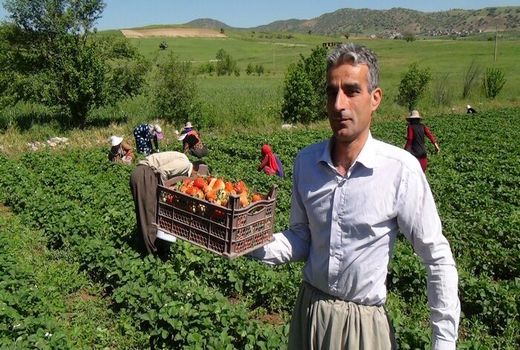 برداشت توت فرنگی در سروآباد آغاز شد