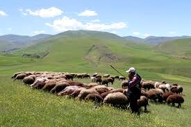 طرح مرتعداری در ۱.۴ میلیون هکتار منابع طبیعی اصفهان اجرا شد