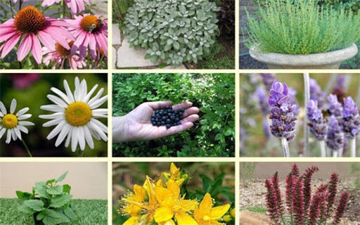 کشت بیش از 100 هکتار انواع گیاهان دارویی