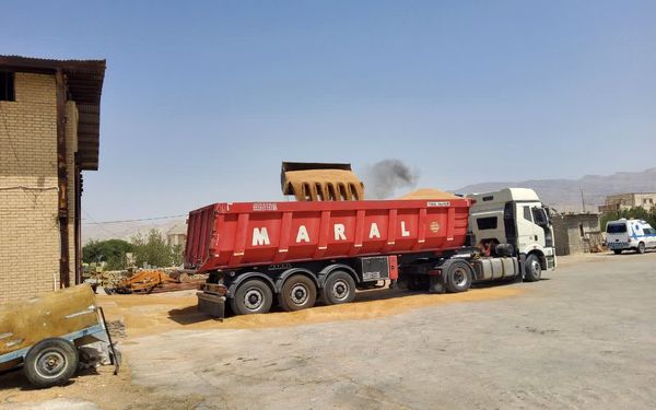 خرید ۱۴هزار تن گندم توسط تعاون روستایی استان بوشهر