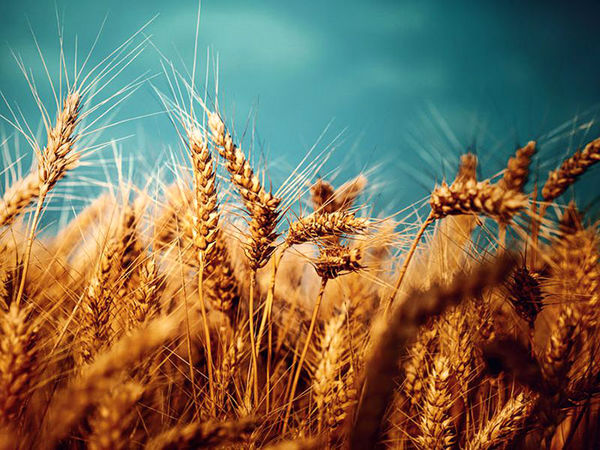 کشت گندم در 27 هزار هکتار از مزارع مازندران