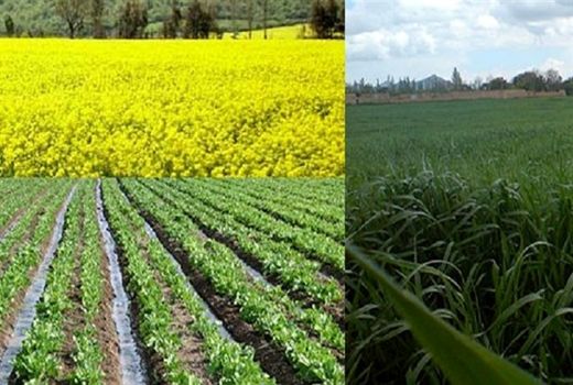 همکاری ایران و آلمان در زمینه بذر کلزا و چغندرقند