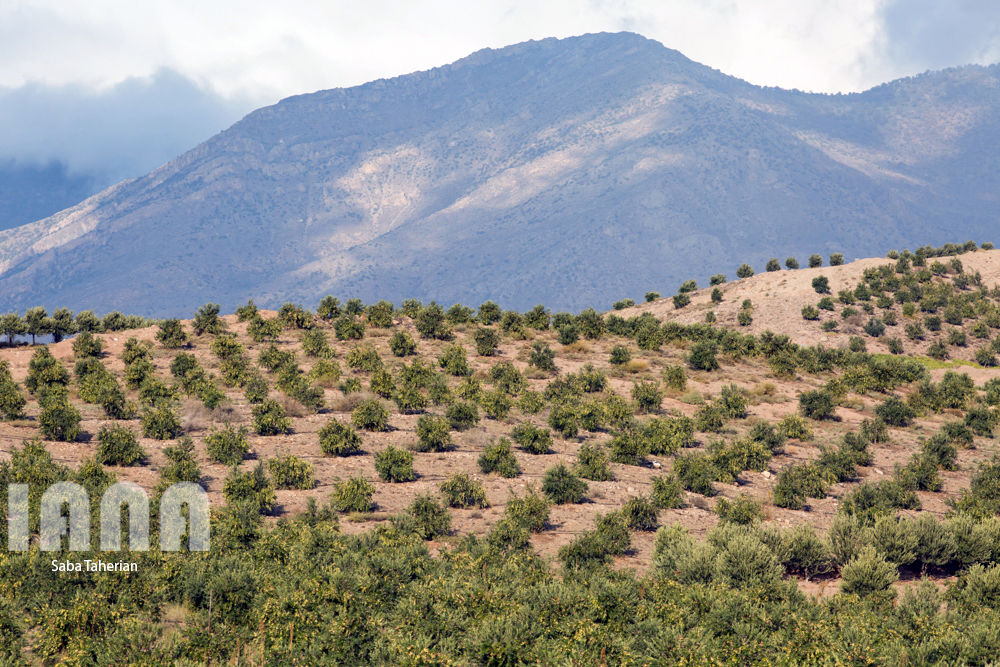  باغ بزرگ زیتون‌کشور در منجیل