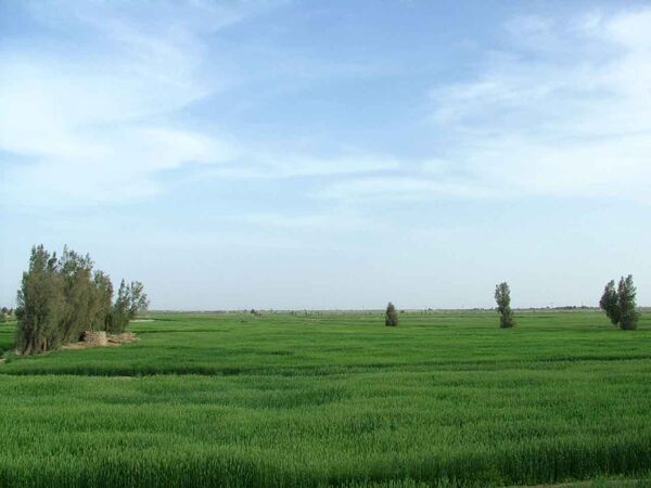 سایت‌های الگوی کشت محصولات کم‌آب‌بر و اقتصادی در منطقه سیستان اجرا شد