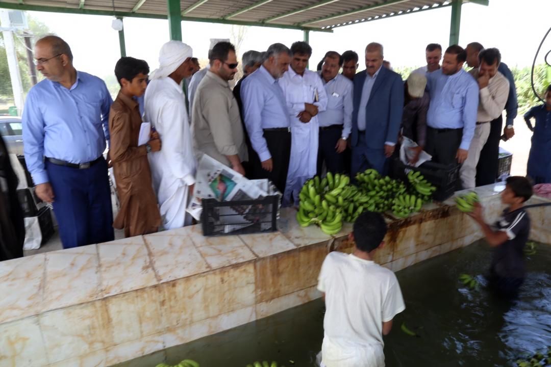 بازدید وزیر جهاد کشاورزی از باغات مدرن موز و انبه مجتمع کشت و صنعت و دامپروری زرآباد در سیستان و بلوچستان