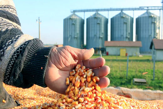 فعالیت ۹ کارخانه تامین نهاده‌های دامی در استان ایلام 