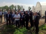 بازدید معاونان وزیر جهاد کشاورزی از مزرعه تولید بذر سبزی و صیفی مرکز آموزش عالی امام خمینی(ره)
