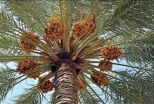 افزایش دانش فنی بهره‌برداران یکی از اهداف جشنواره خرما