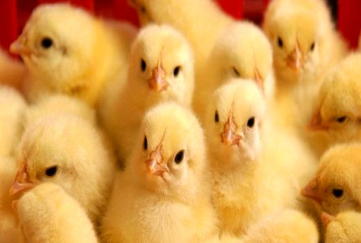 جوجه ریزی یک میلیون و ۴۰۰هزار قطعه ای در مرغداری های چهارمحال و بختیاری