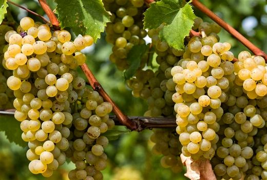 پیش‌بینی برداشت 50هزار تن انگور از تاکستان‌های چهارمحال و بختیاری 