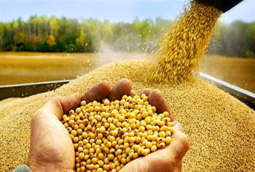 آغاز خرید تضمینی دانه‌ روغنی سویا از کشاورزان