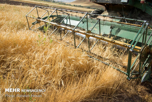 38 درصد برنامه کشت گندم محقق شد