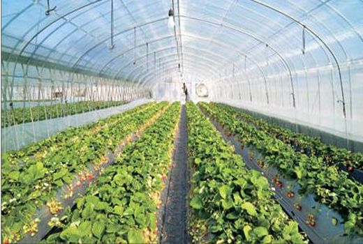 برنامه افزایش سطح زیر کشت گلخانه ها در فاروج