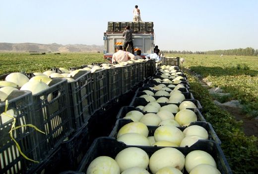 کاهش 35 صادرات محصولات جالیزی و آب‌بر