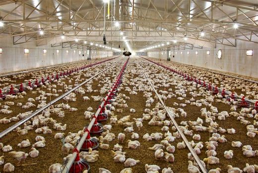 رشد چشمگیر تولید گوشت مرغ در استان بوشهر