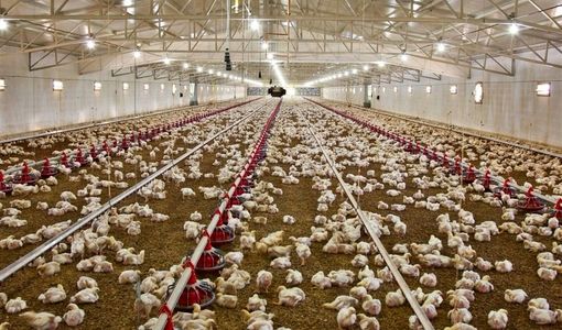 رشد چشمگیر تولید گوشت مرغ در استان بوشهر