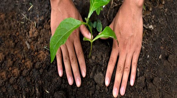 رونمایی از برنامههای نستله در راستای توسعه کشاورزی