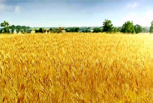 طرح کشت  مقایسه مزرعه ( pvs ) ارقام جو وگندم آبی در شهرستان بردسیر