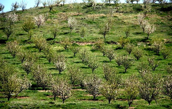 توسعه باغات در اراضی شیبدار زمینه‌ساز افزایش تولید و اشتغالزایی در خوزستان