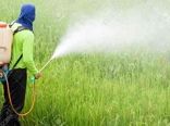 لزوم شناخت دقیق علائم خسارت علفکشها و مدیریت اصولی مصرف