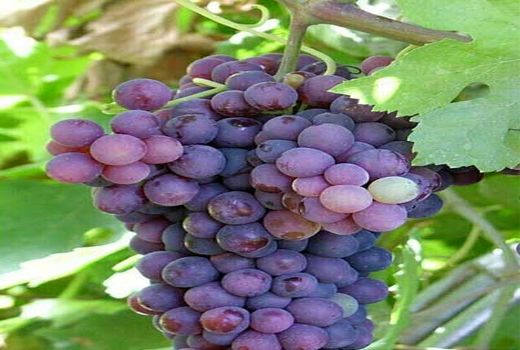 برداشت انگور-شهرستان نیریز