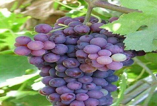 برداشت انگور-شهرستان نیریز