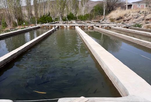 تامین بیش از ۵۰۰ هزار تخم ماهی قزل آلا در جنوب کرمان