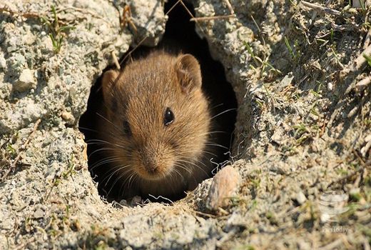 طعمه گذاری ۳۰ هزار هکتار از اراضی کشاورزی کرمانشاه علیه موش مغان