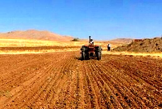 ۱۱ هزار تن بذر با آغاز کشت گندم در بوشهر تامین شد

