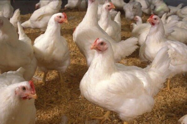 بیش از ۱۵۰ هزار قطعه مرغ در مهاباد آماده تحویل به کشتارگاه است