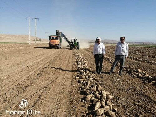 آغاز برداشت چغندر قند پاییزه در فسا 